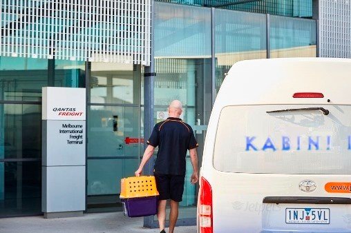 Ground Transport for Your Pet