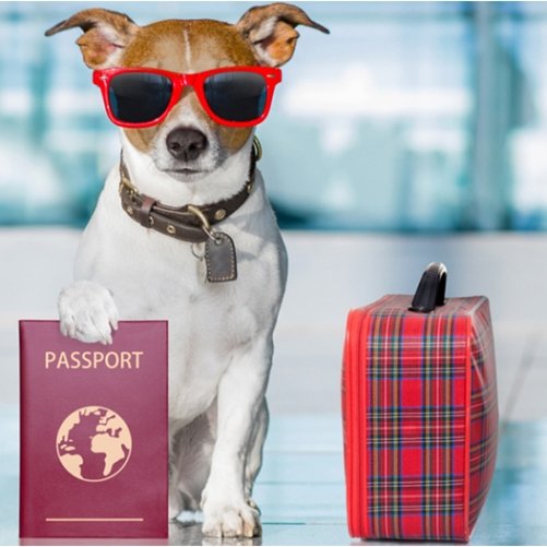 International Pet Relocation